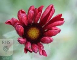 blanket flower