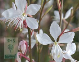 Gaura Vanilla