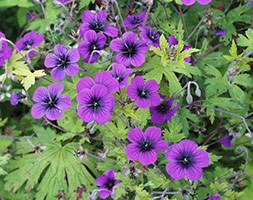 Geranium 'Ann Folkard' (cranesbill)