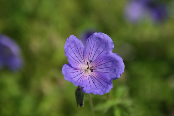 cranesbill cranesbill