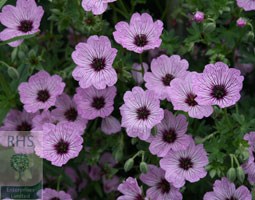 Geranium (Cinereum Group) 'Ballerina' (cranesbill)