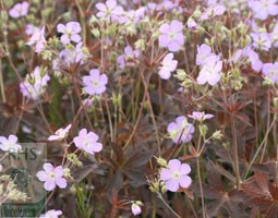 spotted cranesbill