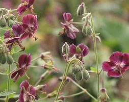 dusky cranesbill