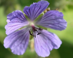 cranesbill