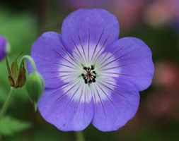 Geranium Rozanne ('Gerwat') (PBR) (cranesbill)