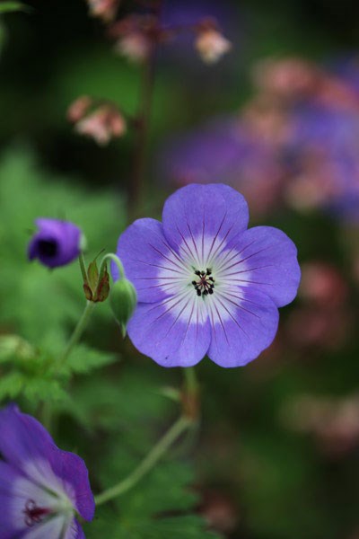 cranesbill cranesbill