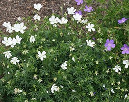 Geranium sanguineum 'Album' (bloody cranesbill)