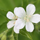 bloody cranesbill