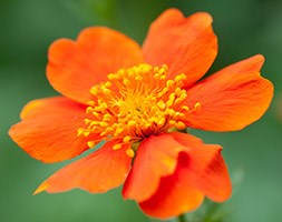 Geum 'Borisii' (avens)