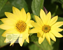 Helianthus 'Lemon Queen' (Helianthus Lemon Queen)