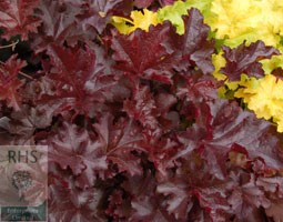 coral bells