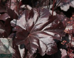 coral bells