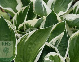 plantain lily