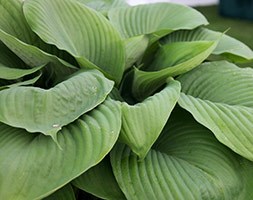 Hosta 'Sum and Substance' (plantain lily)