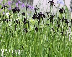 Iris chrysographes 'black-flowered' (gold-marked iris)