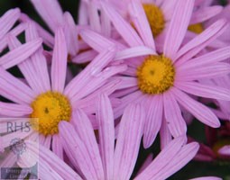 chrysathemum