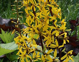 Ligularia 'The Rocket' (Ligularia Britt-Marie Crawford)