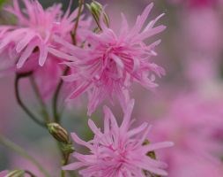 ragged robin