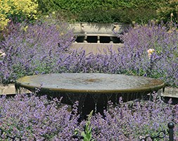 catmint