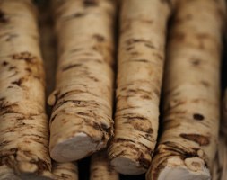 horseradish bulbs
