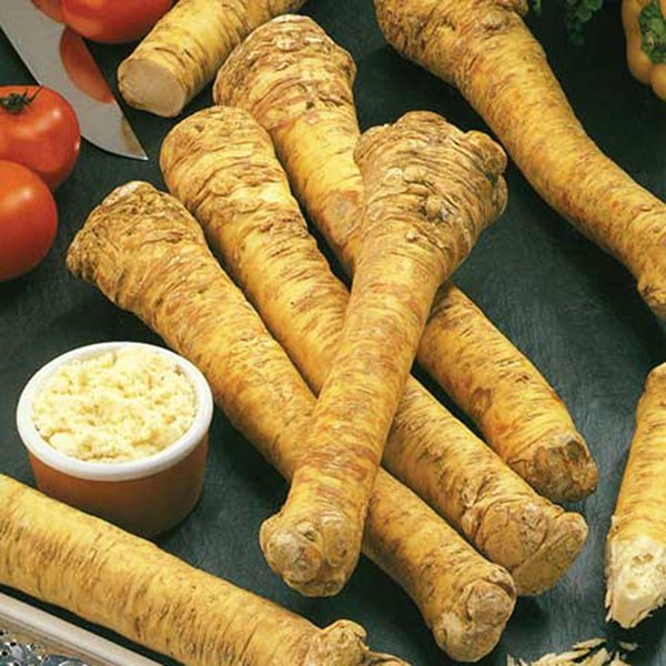 horseradish bulbs
