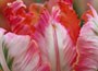 parrot tulip