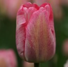 triumph tulip