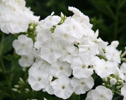border phlox