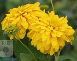 cut-leaved coneflower