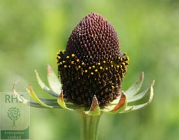black-eyed Susan