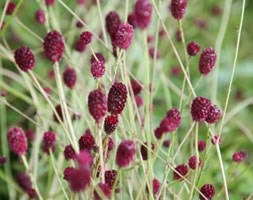 burnet
