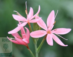 kaffir lily