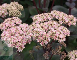 stonecrop