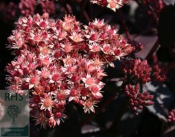 Sedum telephium (Atropurpureum Group) 'Purple Emperor' (orpine)