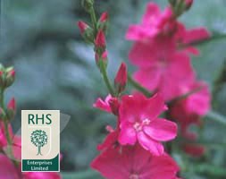 prairie mallow