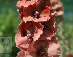 mullein