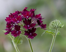 Verbena 'Claret' (vervain)