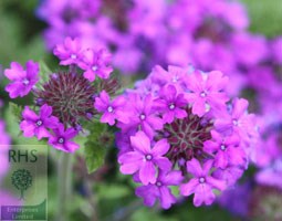 vervain