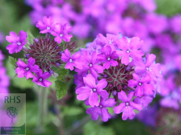 Verbena 'Homestead Purple'