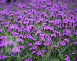 slender vervain
