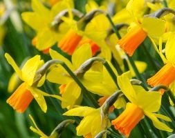 Narcissus 'Jetfire' (cyclamineus daffodil bulbs)
