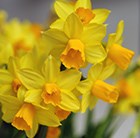 Narcissus Jetfire