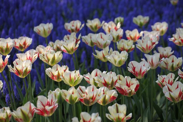 viridiflora tulip bulbs viridiflora tulip bulbs