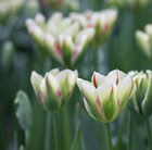 Tulipa Flaming Spring Green
