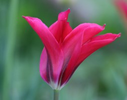 Tulipa 'Doll's Minuet'