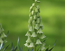 fritillary bulbs
