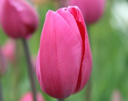 Tulipa 'Don Quichotte'