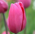 Tulipa Don Quichotte