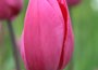 triumph tulip bulbs