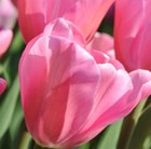 Tulipa Mistress